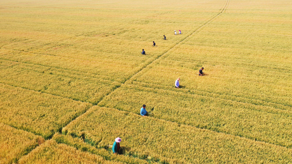 The summer harvest has begun. The progress of the national winter wheat harvest has reached 4.8%